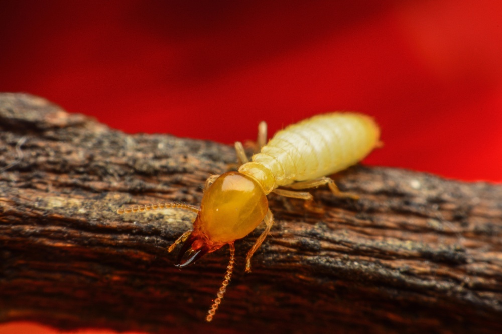 12 Telltale Signs Of Termites In Your Walls