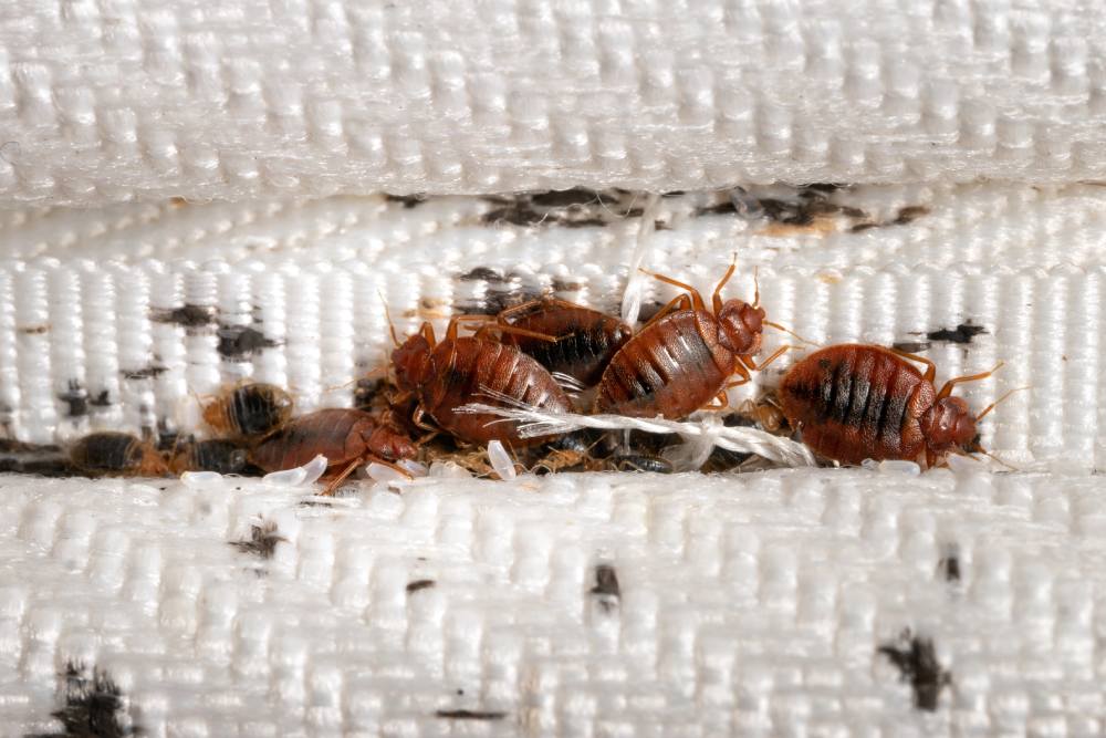 Bed Bugs: Hidden Pests That Feed While You Sleep