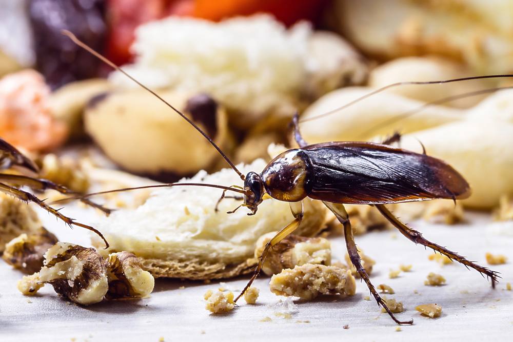 Cockroaches: The Resilient Pests You Can’t Ignore