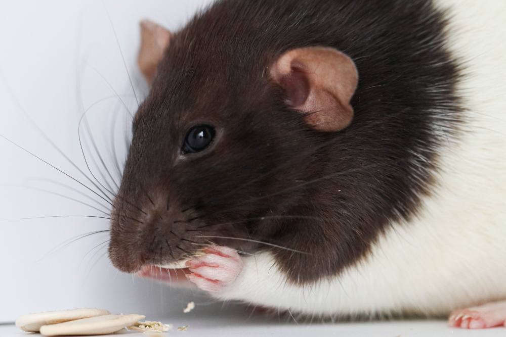 Rodents (Mice & Rats): Destructive Creatures That Chew Through Everything
