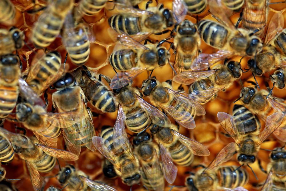 Wasps and Bees: Dangerous Buzzing Pests That Can Threaten Your Safety