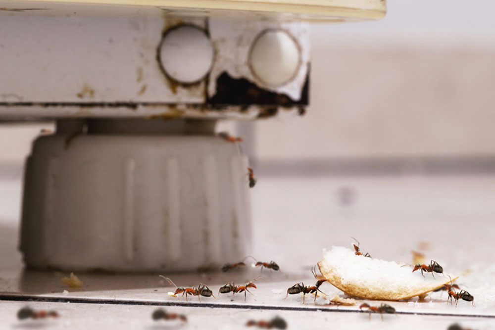 Ants Invading Your Home? Here’s How Pest Control Takes Care Of Them