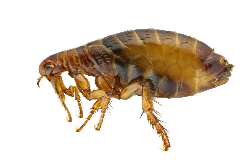 Flea Removal Service: How The Pros Get Rid Of Them